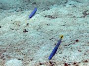 Spottail Dartfish (Ptereleotris heteroptera)
