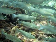 Flathead Grey Mullet (Mugil cephalus)