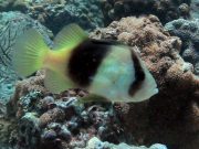 Two-banded Soapfish (Diploprion bifasciatum)