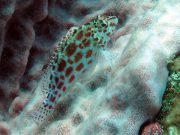 Coral Hawkfish (Cirrhitichthys oxycephalus)