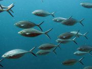 Herring Scad (Alepes vari)