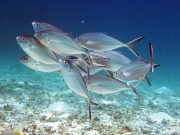 Barcheek Trevally (Carangoides plagiotaenia)