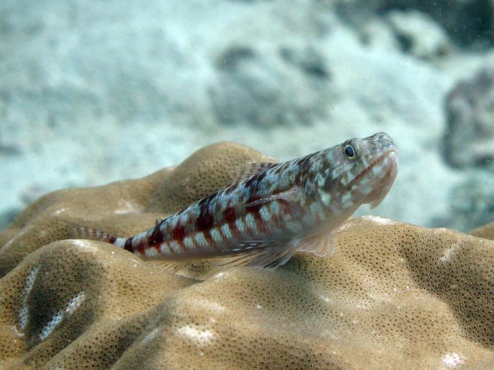 What Is Lizard Fish