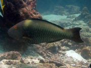 Bicolour Parrotfish (Cetoscarus ocellatus)