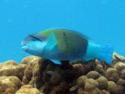 Bullethead Parrotfish (Chlorurus sordidus)