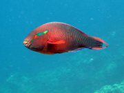 Swarthy Parrotfish (Scarus niger)