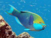Greenthroat Parrotfish (Scarus prasiognathos)
