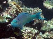 Redlip Parrotfish (Scarus rubroviolaceus)
