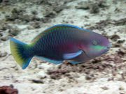 Greenlip Parrotfish (Scarus virdifucatus)