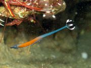 Janss' Pipefish (Doryrhamphus janssi)