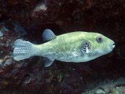 Blue-spot Pufferfish (Arothron caeruleopunctatus)