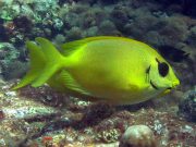 Coral Rabbitfish (Siganus corallinus)