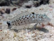 Speckled Sandperch (Parapercis hexophtalma)
