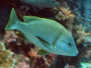 Blubberlip Snapper (Lutjanus rivulatus)
