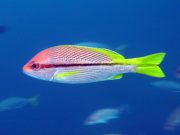 Brownstripe Snapper (Lutjanus vitta)