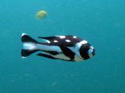Black and White Snapper (Macolor niger)