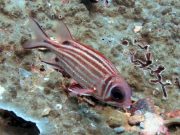 Redcoat Squirrelfish (Sargocentron rubrum)
