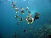 Longfin Batfish (Platax teira)