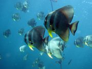 Longfin Batfish (Platax teira)