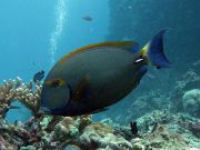 Eyestripe Surgeonfish (Acanthurus dussumieri)