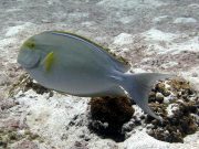 Yellowfin Surgeonfish (Acanthurus xanthopterus)