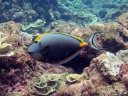 Orangespine Unicornfish (Naso lituratus)