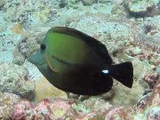 Brushtail Tang (Zebrasoma scopas)