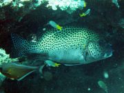 Harlequin Sweetlips (Plectorhinchus chaetodonoides)