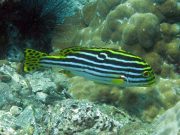 Oriental Sweetlips (Plectorhinchus vittatus)