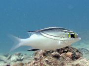 Two-Lined Monocle Bream (Scolopsis bilineata)