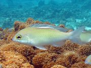 Whitestreak Monocle Bream (Scolopsis ciliatus)