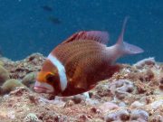 Whitecheek Monocle Bream (Scolopsis torquatus)