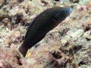 Blue-spotted Wrasse (Anampses caeruleopunctatus)