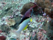 Blackbelt Hogfish (Bodianus mesothorax)