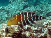 Redbreasted Wrasse (Cheilinus fasciatus)