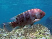 Tripletail Wrasse (Cheilinus trilobatus)