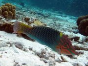 Checkerboard Wrasse (Halichoeres hortulanus)