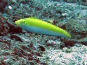 Canarytop Wrasse (Halichoeres leucoxanthus)