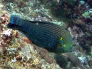 Dusky Wrasse (Halichoeres marginatus)