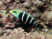Barred Thicklip Wrasse (Hemigymnus fasciatus)