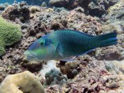 Blackeye Thicklip Wrasse (Hemigymnus melapterus)