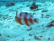 Peacock Razor Wrasse (Iniistius pavo)