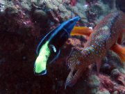 Bicolour Cleaner Wrasse (Labroides bicolor)