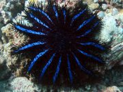 Common Crown-of-Thorns Sea Star (Acanthaster planci)