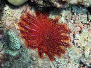 Common Crown-of-Thorns Sea Star (Acanthaster planci)