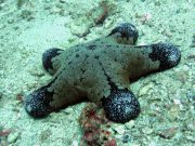 Granular Sea Star (Choriaster granulatus)