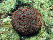 Cushion Sea Star (Culcita novaeguineae )