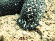 Blue Sea Cucumber (Actinopyga caerulea)