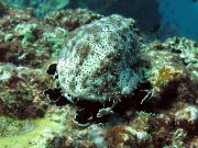 Graeffe's Sea Cucumber (Pearsonothuria graeffei)