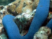 Blue Sea Star (Linckia laevigata)